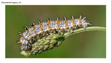 Melitaea Didyma