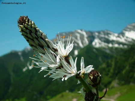 asphodelus albus