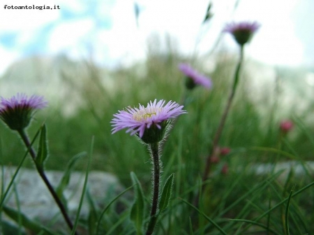 asteracea