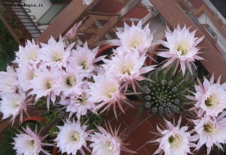 fiori cactus