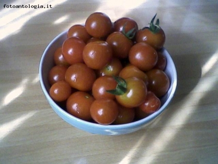 pomodori ciliegia-la prima raccolta