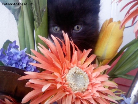 fiori e gatti