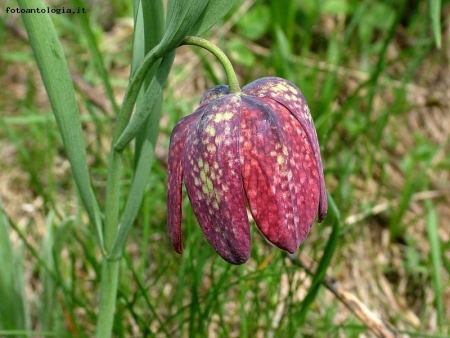 fritillaria