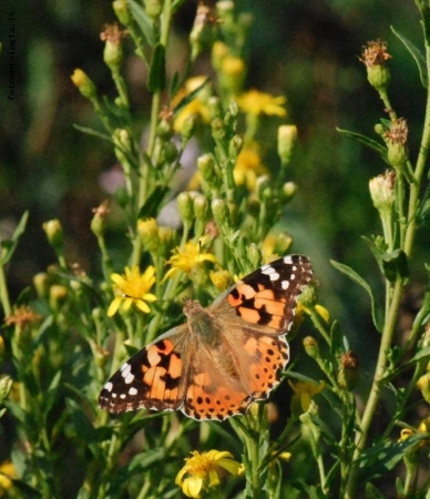 altre prove di macro