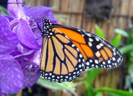 Danaus plexippus - Farfalla Monarca