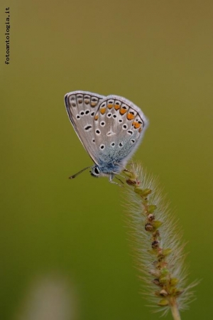 azzurrina...
