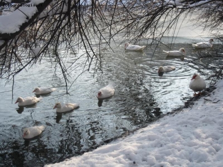 neve al parco 