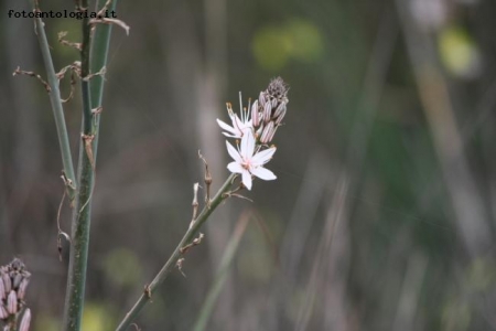 il fiore