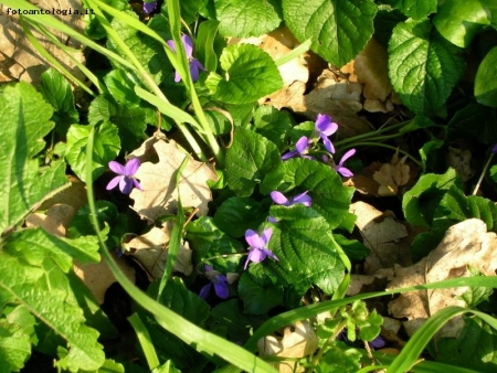 primavera tra le foglie