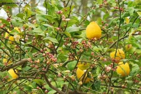 Limoni in fiore, l'essenza dei giardini Arabi