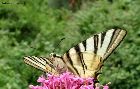 "assaggio" di primavera