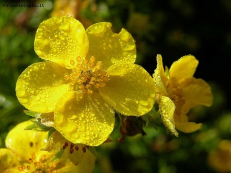 rugiada di primavera