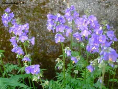 Fiori accarezzati dal Sole