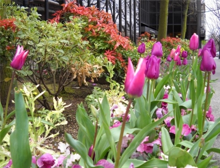 tulipani a Seattle 