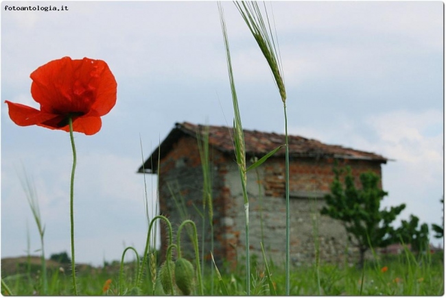 lo sai che i papaveri son alti alti alti