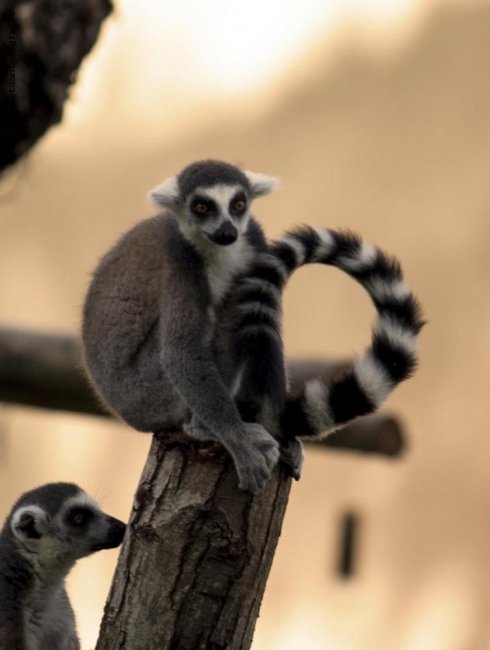 love is...lemure
