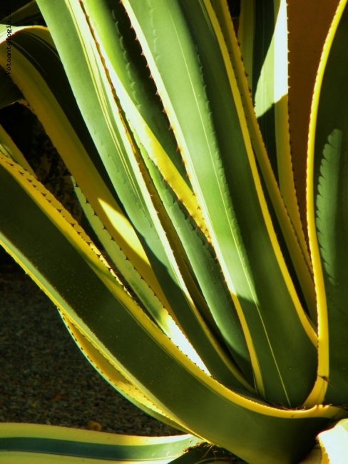 Agave