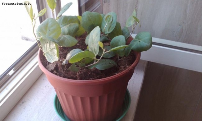 2 - pianta di CAPPERO in vaso