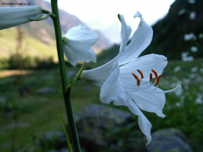 paradisea liliastrum