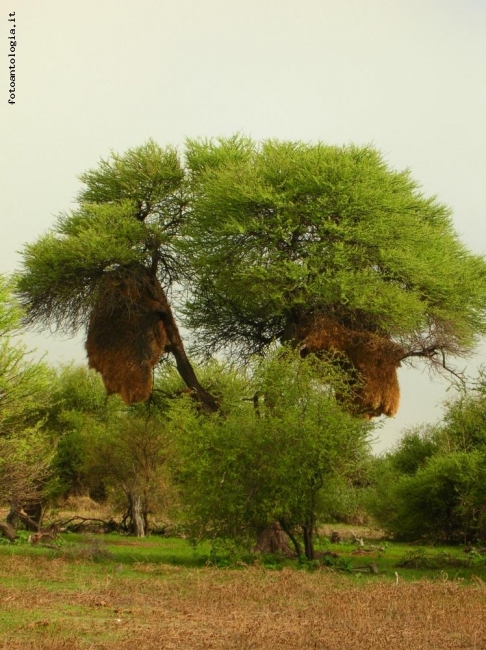 albero di mopane