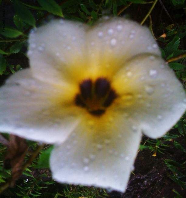Cairns Rainforest walk flower on the way