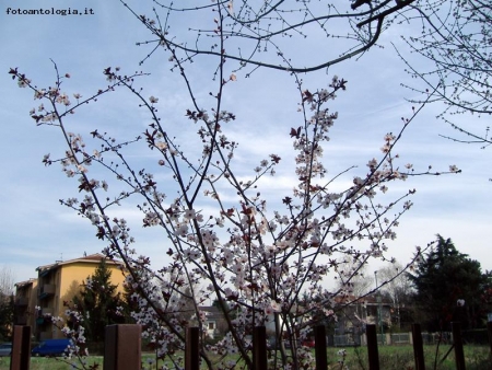 L'arrivo della primavera