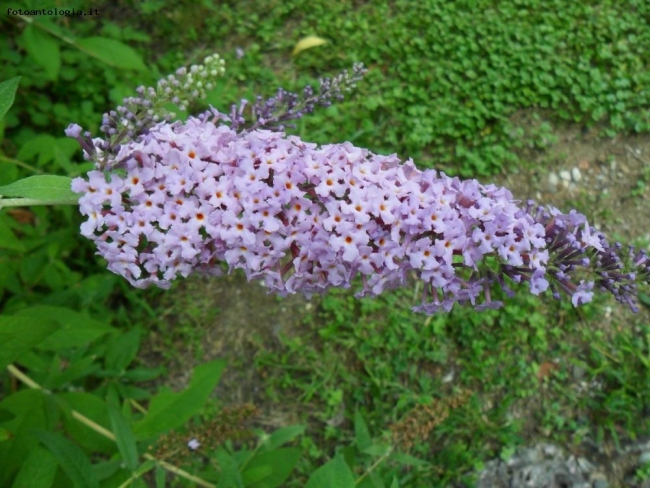 Buddleja davidii