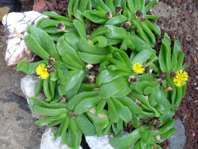 Mesembryanthemum linguiforme