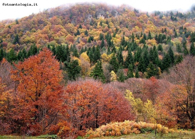 colori d'autunno