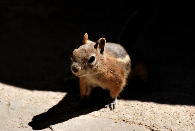 Piccolo chipmunk