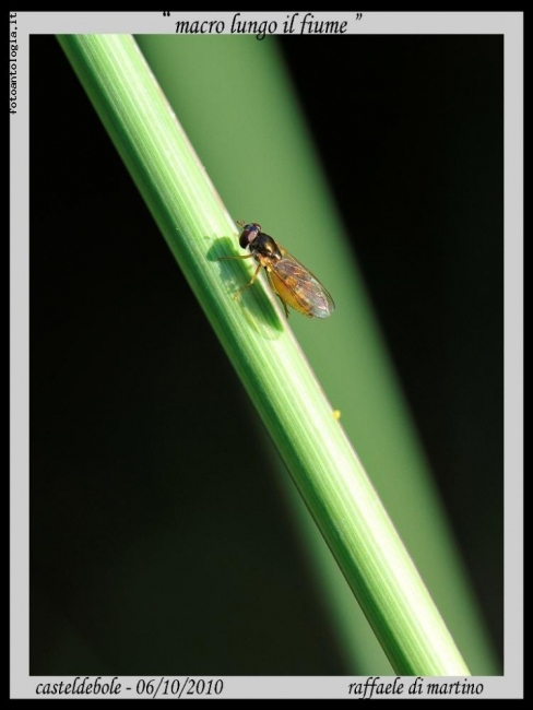 macro lungo il fiume