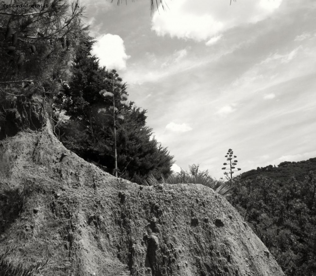 agave contro il cielo