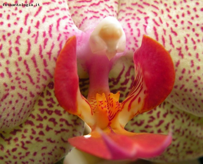 il cuore dell'orchidea