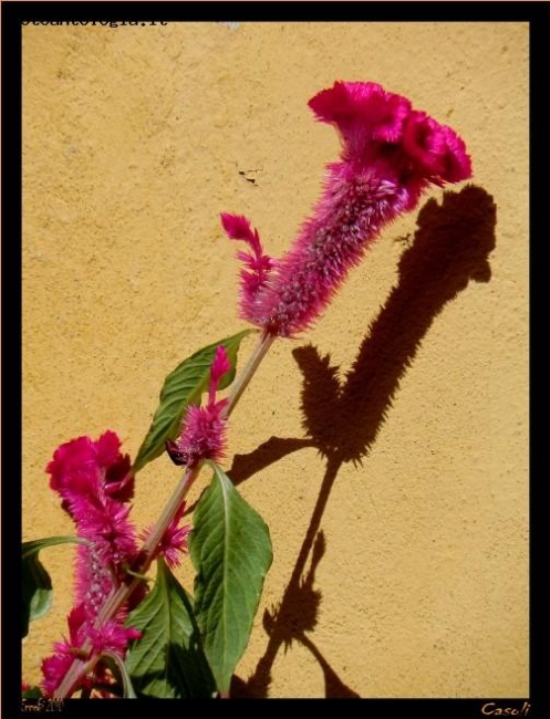 Un fiore per te.. paese di Casoli Versilia Bella