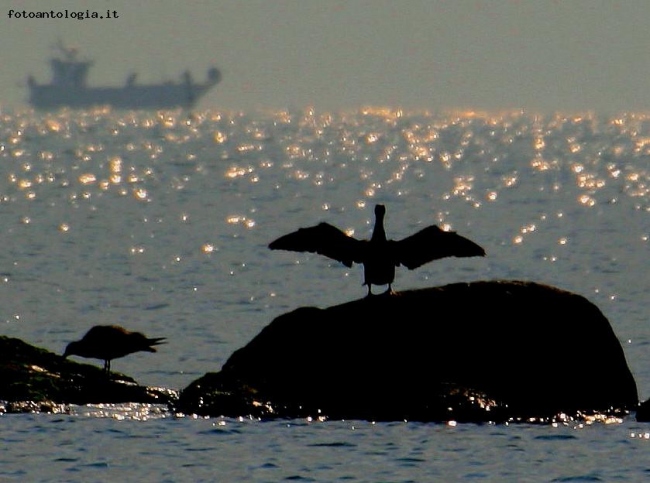 vita"sul"mare