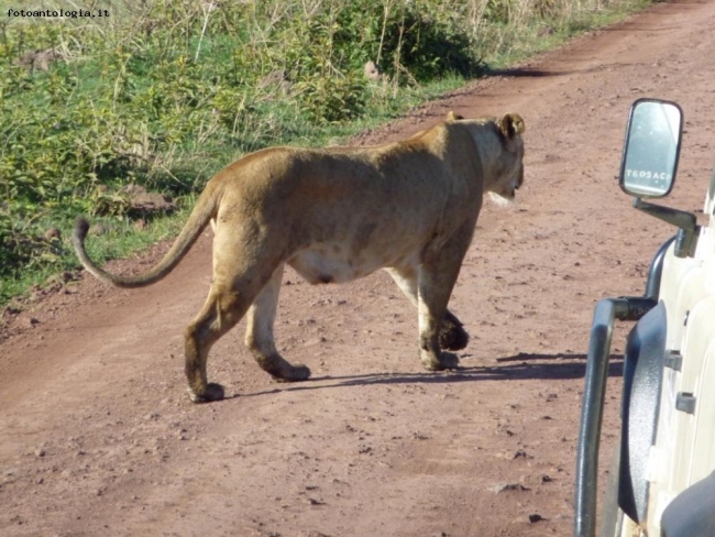 Safari in Tanzania (Ngorongoro)