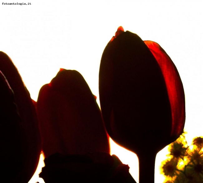 Tulipani in controluce