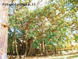 Ficus magnolioides