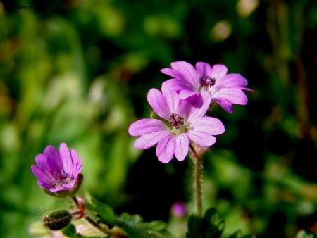 Fiori di campo