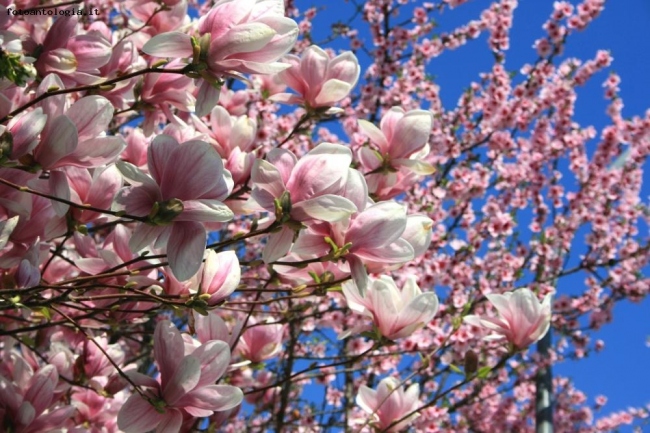 primavera in fiore