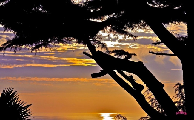 sunset tree..