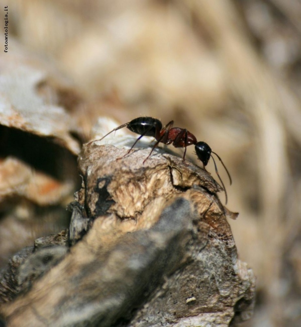 La formica nel bosco