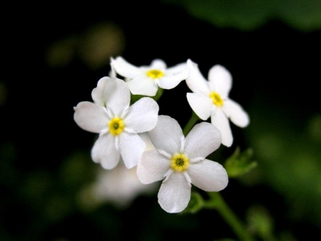 fiorellini bianchi