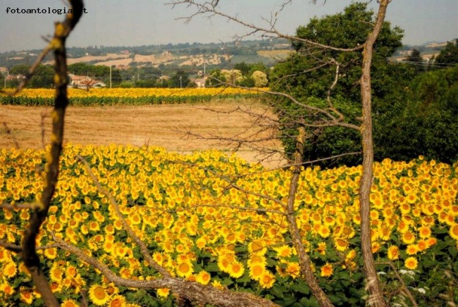 i giorni dei girasoli...