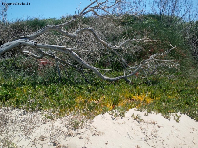 Sul limitare della spiaggia