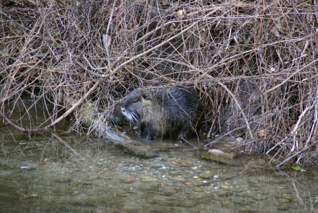 Nutria