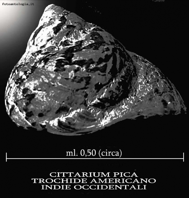 Cittarium Pica