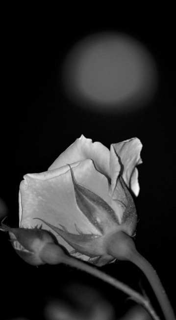 Moon...rose