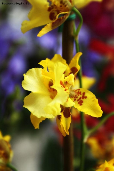 ... orchidea 