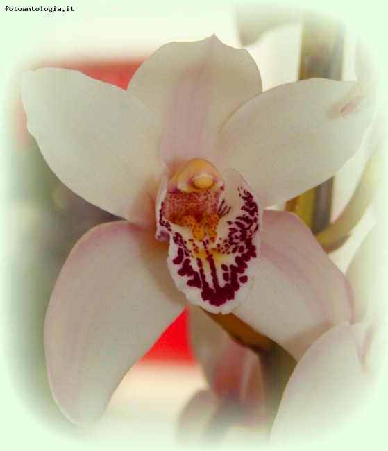 ... orchidea 2